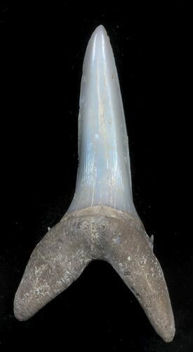 Large Sand Shark (Striatolamia) Tooth - Kazakhstan #34567